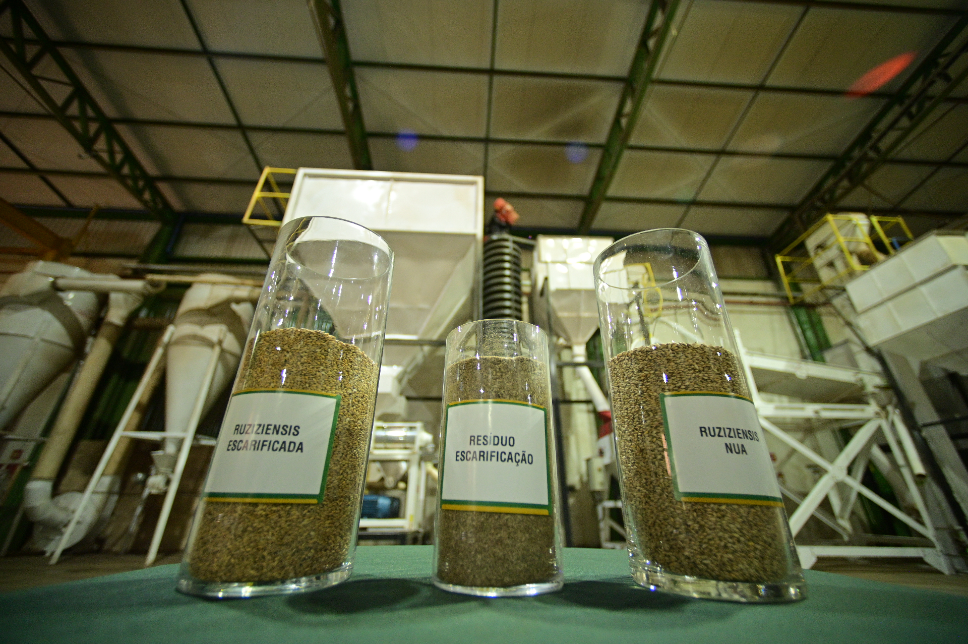 Sementes de brachiaria, milho, sorgo e plantas de cobertura.